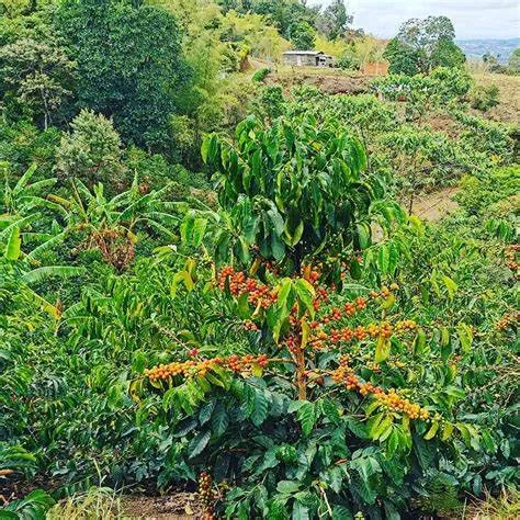 Tommasi Over Your Limits Finca El Paraíso Lychee caffè